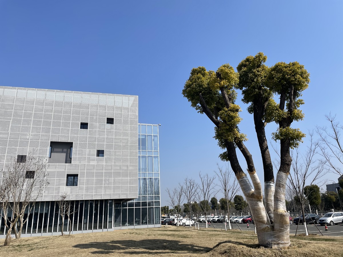 香樟树.jpg