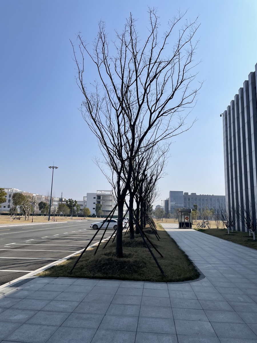 榉树林.jpg